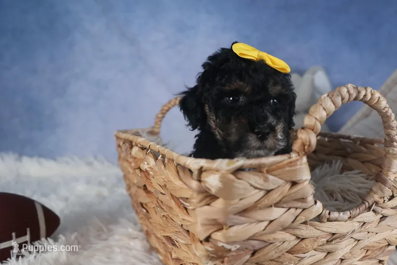 Rocko, a male Poodle - Miniature  for sale in Fresno, OH – Photo 1 of 10