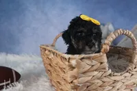 Rocko, a male Poodle - Miniature  for sale in Fresno, OH – Photo 1 of 10
