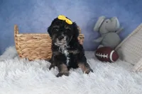 Rocko, a male Poodle - Miniature  for sale in Fresno, OH – Photo 3 of 10