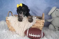 Rocko, a male Poodle - Miniature  for sale in Fresno, OH – Photo 5 of 10