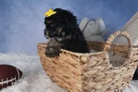 Rocko, a male Poodle - Miniature  for sale in Fresno, OH – Photo 2 of 10