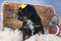 Rocko, a male Poodle - Miniature  for sale in Fresno, OH – Photo 4 of 10