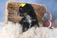 Rocko, a male Poodle - Miniature  for sale in Fresno, OH – Photo 7 of 10