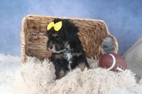 Rocko, a male Poodle - Miniature  for sale in Fresno, OH – Photo 6 of 10