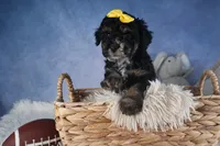 Rocko, a male Poodle - Miniature  for sale in Fresno, OH – Photo 9 of 10