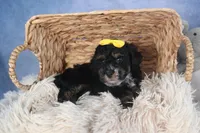 Rocko, a male Poodle - Miniature  for sale in Fresno, OH – Photo 10 of 10