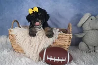 Rocko, a male Poodle - Miniature  for sale in Fresno, OH – Photo 8 of 10