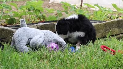 Cara, a female Miniature Bernedoodle for sale in Fresno, OH – 8 of 8