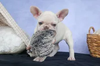 💕Jasmine, a female French Bulldog for sale in Fresno, OH – 2 of 10