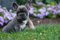 Francie💕, a female French Bulldog for sale in Fresno, OH – 8 of 9
