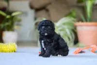 Asher, a male Poodle - Miniature  for sale in Fresno, OH – 1 of 6