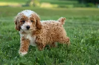 Ginger 🌸, a female Poodle - Miniature  for sale in Fresno, OH – 5 of 10
