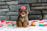 Lexi, a female Poodle - Miniature  for sale in Fresno, OH – 4 of 8