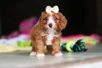 Dolly, a female Cavapoo for sale in Fresno, OH – 7 of 10