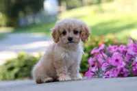 Sky, a female Cavapoo for sale in Fresno, OH – 6 of 8