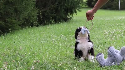 Kate, a female Bernedoodle for sale in Fresno, OH – 5 of 5