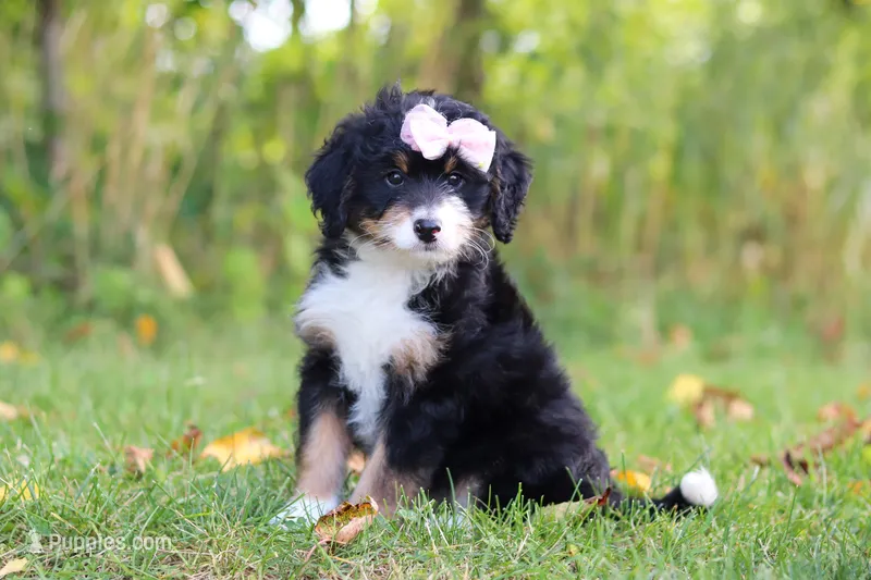 Asia – Miniature Bernedoodle puppy for sale in Fresno, OH