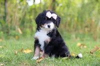 Asia, a female Miniature Bernedoodle for sale in Fresno, OH – 1 of 6