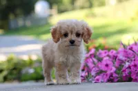 Sky, a female Cavapoo for sale in Fresno, OH – 7 of 8