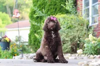 Cherri, a female Newfypoo for sale in Fresno, OH – 5 of 7