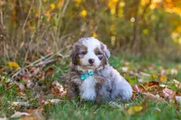 Shadow, a male Miniature Bernedoodle for sale in Fresno, OH – 1 of 7