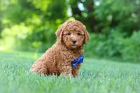 Christiano, a male Goldendoodle for sale in Fresno, OH – 3 of 6