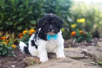 Joey, a male Havapoo for sale in Fresno, OH – 5 of 8