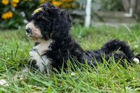 Dolly🎀, a female Bernedoodle for sale in Fresno, OH – 6 of 10