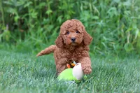Jennifer, a female Goldendoodle for sale in Fresno, OH – 7 of 8