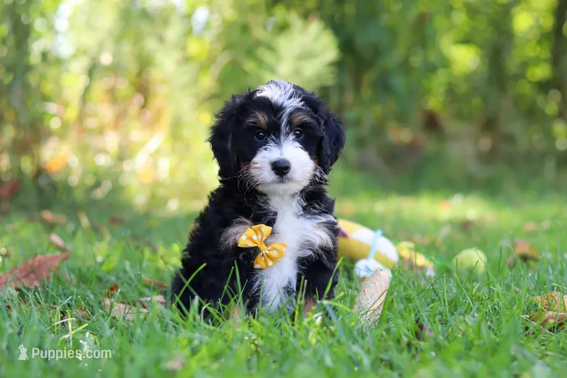 Mo – Miniature Bernedoodle puppy for sale in Fresno, OH
