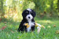 Mo, a male Miniature Bernedoodle for sale in Fresno, OH – 1 of 6