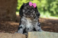 Bella 🐶💗, a female Cocker Spaniel for sale in Fresno, OH – 8 of 9