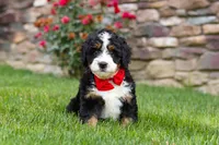 Buzz, a male Miniature Bernedoodle for sale in Fresno, OH – 2 of 9