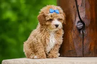 Enzo 🐶, a male Havapoo for sale in Fresno, OH – 4 of 10