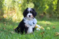 Slinky, a male Miniature Bernedoodle for sale in Fresno, OH – 2 of 5