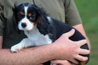 Dotson 🐾, a male Cavalier King Charles Spaniel for sale in Fresno, OH – 4 of 9