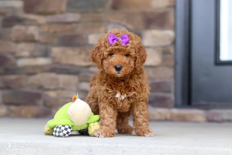 Vanessa – Goldendoodle puppy for sale in Fresno, OH