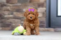 Vanessa, a female Goldendoodle for sale in Fresno, OH – 1 of 8