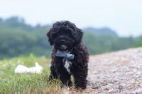 Riley, a male Havapoo for sale in Fresno, OH – 6 of 6