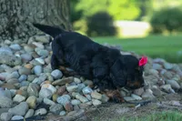 Honey 🐾❤️, a female Miniature Dachshund for sale in Fresno, OH – 6 of 9