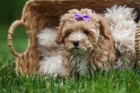 Ellie Mae 💛🐾, a female Havapoo for sale in Fresno, OH – 5 of 10
