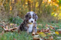 Bogey, a male Miniature Bernedoodle for sale in Fresno, OH – 6 of 9