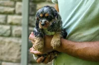 Letti 🐶💗, a female Cocker Spaniel for sale in Fresno, OH – 8 of 8