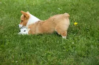 Dixie 🐶💖, a female Pembroke Welsh Corgi for sale in Fresno, OH – 2 of 10