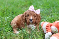 Willow, a female Cavapoo for sale in Fresno, OH – 5 of 7