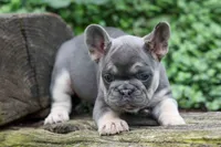 Flora Jane 🩷, a female French Bulldog for sale in Fresno, OH – 5 of 10