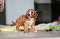 Wynn, a male Cavapoo for sale in Fresno, OH – 9 of 10