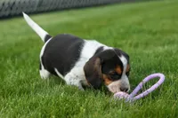Copper 🐶, a male Beagle for sale in Fresno, OH – 10 of 10