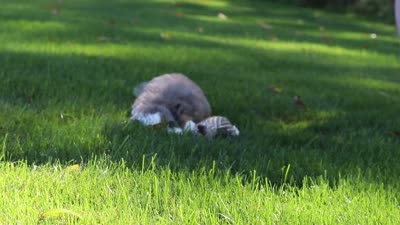 Ruby, a female Miniature Bernedoodle for sale in Fresno, OH – 6 of 6