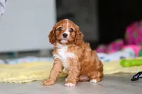 Wynn, a male Cavapoo for sale in Fresno, OH – 8 of 10